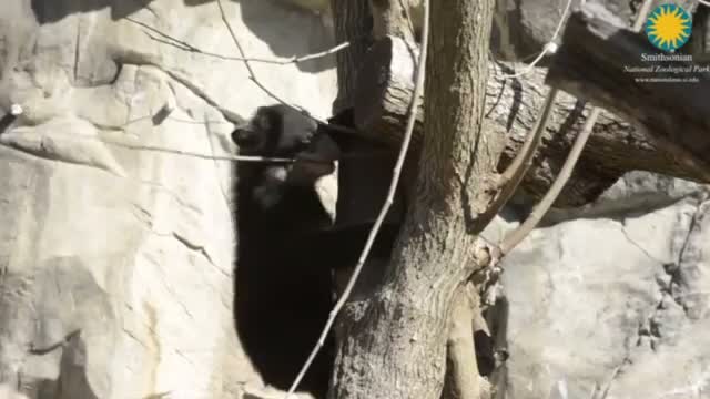 Watch Andean Bear Cubs Debut at National Zoo  Video