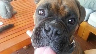Watch Beautiful Boxer Dogs Meet Our Adorable Newborn Baby Video