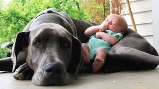 Watch Big Dogs and Babies Compilation 2015 [NEW HD] Video