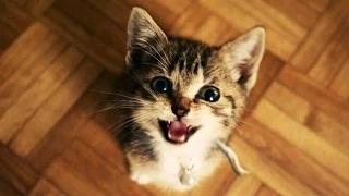 Watch Funny Cats and Kittens Meowing Compilation 2015 [NEW HD] Video