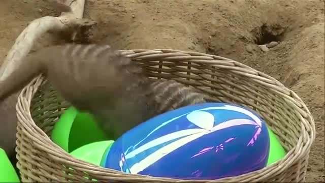 Watch Animals Hunt for Easter Eggs at Houston Zoo  Video