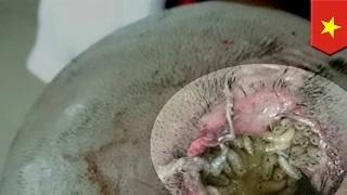 Watch Maggots found in head wound save Vietnamese man's life by eating infected tissue Video