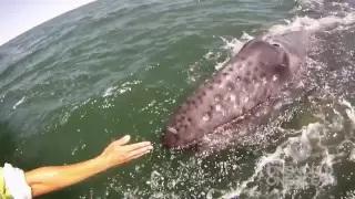 Watch Incredible Whale Encounter - Mother Gray Whale Lifts Her Calf Out of the Water! [HD] Video