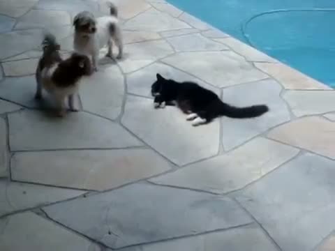 Watch Cat pushes dog into Swimming Pool Video