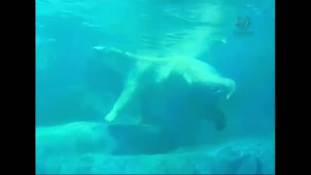 Watch Polar Bears Make Their Debut at Brazil Zoo  Video