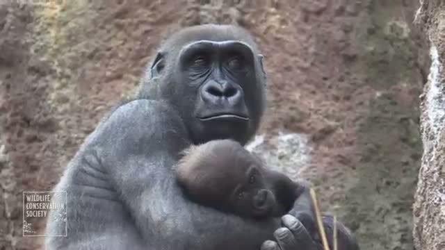 Watch Baby Gorillas Debut at Bronx Zoo  Video