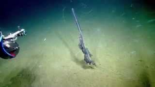 Watch NAUTILUS LIVE 2014 | Stunning Siphonophore Video