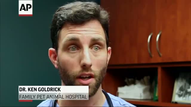 Watch Dog Flu Spreading in Midwestern States  Video