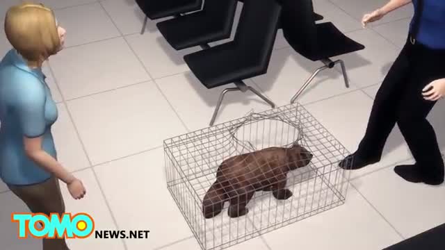 Watch Animal on the loose: Wolverine tranquilized at New Jersey airport after it chews through crate Video