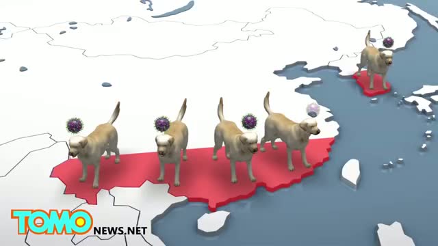 Watch US canine flu outbreak: thousands of Midwest dogs infected with Asian flu strain Video