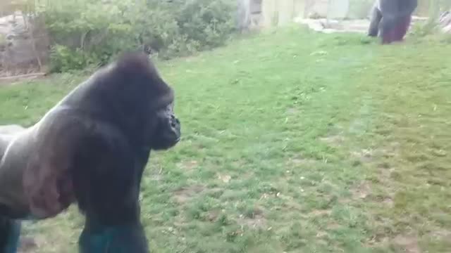 Watch When a Silverback attacks Video