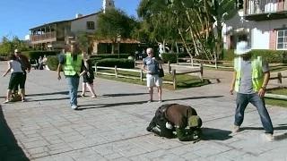 Watch Robin Hood Prank! Video