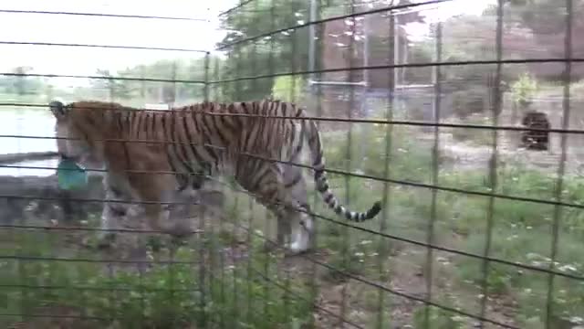 Watch Earth Day At Big Cat Rescue Video