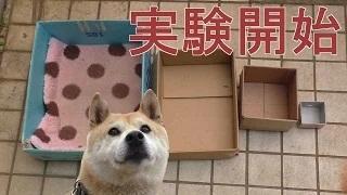 Watch Shiba Inu Koharu, experiment! House is What if smaller? ? Video