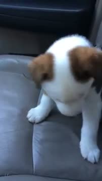 Watch Buck Has The Hiccups Video