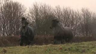 Watch Horse Reunion Video