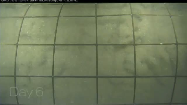 Watch Caged pig. Forensic experiment in the ocean. Video