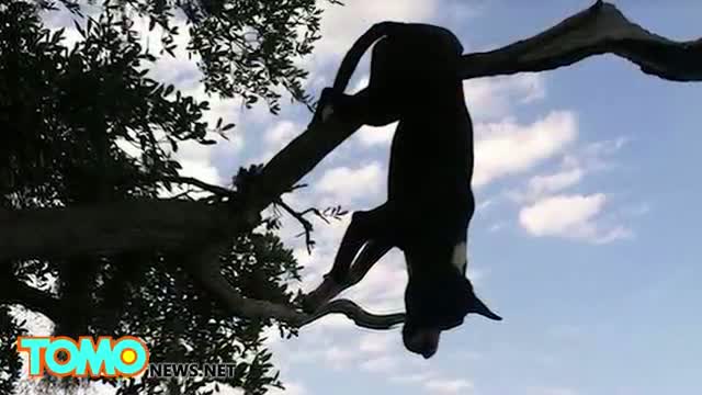 Watch Animals accidents: dumb dog found impaled by tree branch Video