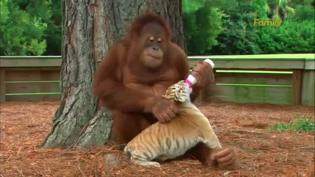 Watch Orangutan Babysits Tiger Cubs Video