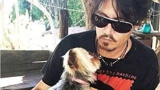 Watch Australia tells Johnny Depp's dogs Pistol and Boo to 'bugger off' Video