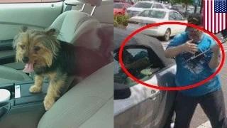 Watch Dog rescue: Veteran breaks car window to save dog from hot Mustang and gets arrested Video
