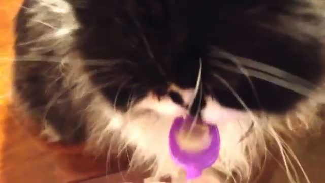 Watch Napoleon the Cat Gets a BRAIN FREEZE!! Video
