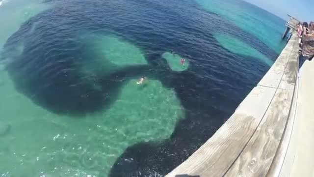 Watch Anchovy school at Scripps Pier, July 8, 2014 Video