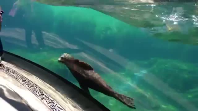 Watch Little Girl and Sea Lion play tag. Sea Lion worried about Little Girl (ORIGINAL VIDEO) Video