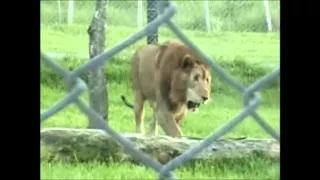 Watch Circus Lion Freed From Cage Feels Earth Beneath His Paws For The First Time in Brazil Video