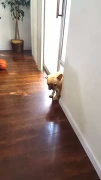 Watch Guilty or Not Guilty French Bulldog Video