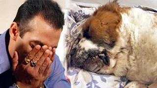 Watch Salman Khan Buries His Dog Saint At His Panvel Farmhouse Video
