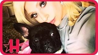 Watch Lady Gaga's Dog a Fashion Designer Video Video