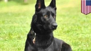 Watch Dog saves police officer after men ambush him in Pearlington, Mississippi rest stop Video
