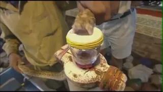 Watch This is What Snake Venom Does to Blood! Video