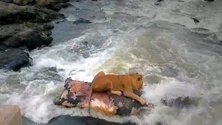 Watch Caught On Camera: Lion Uses Hippo Carcass As Life Raft Video
