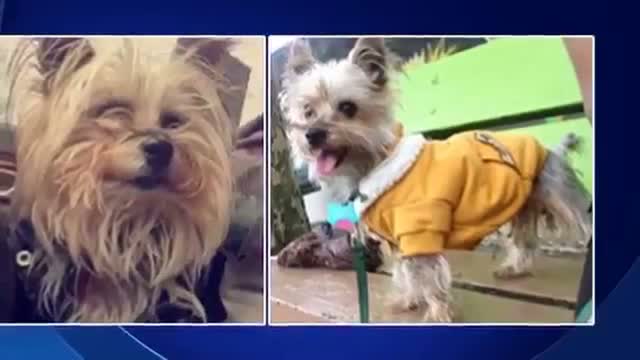 Watch Atlanta Falcons player Prince Shembo accused of killing Dog Video