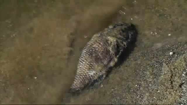 Watch As Salton Sea Goes Down, Health Concerns Rise Video