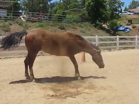Watch Horse Passing Gas Video