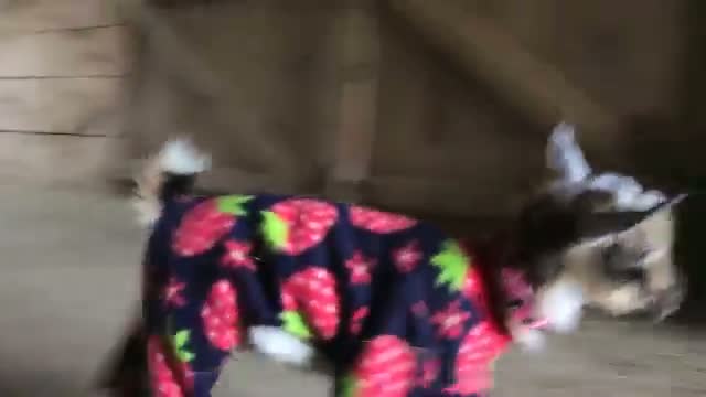 Watch Goat Babies in Pajamas! Video