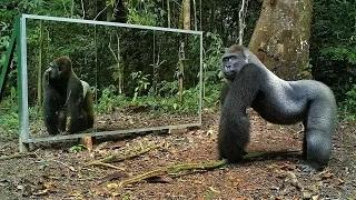 Watch Animals in Mirrors Hilarious Reactions Video