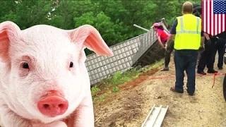 Watch 2,200 piglets escape after semitrailer crashes on US Route 35 in Ohio Video