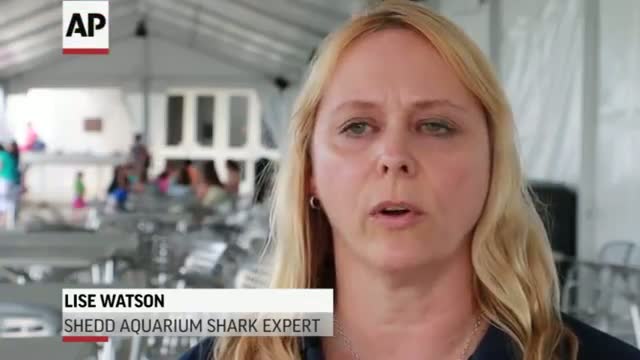 Watch Expert: Shark Attack Beach Should Close Briefly Video