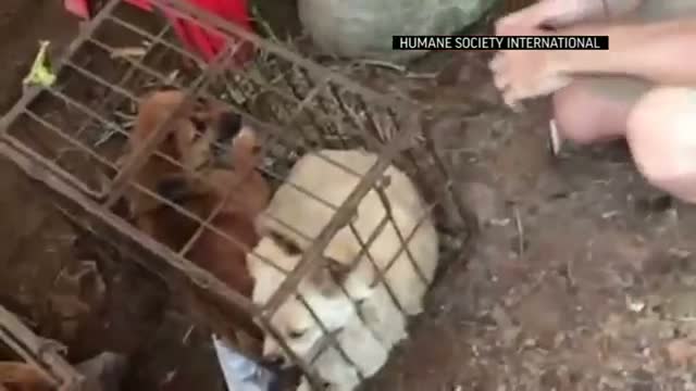 Watch Activists Say China Dogs on Sale For Meat Video