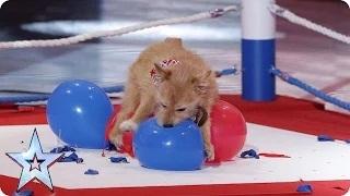 Watch Mitch & Cally The Wonderdog have a pop at the world record | Britain's Got Talent 2015 Video