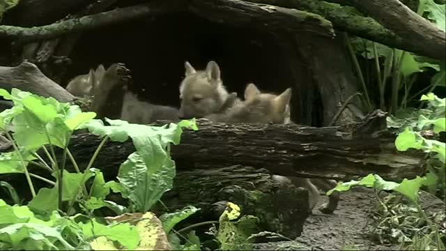 Watch Endangered Wolf Pups Debut at Illinois Zoo Video