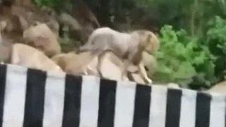 Watch Caught on camera: This lion took a stroll on a Gujarat highway Video