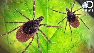 Watch How Dangerous Is Lyme Disease? Video