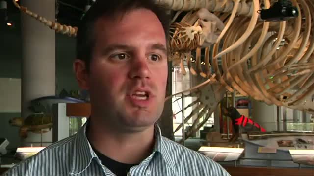 Watch Man Bitten By Shark in NC is 7th This Summer Video