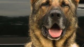 Watch Military Dogs Find New Purpose Combating Drugs Video