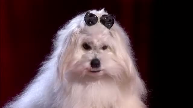 Watch Marc MÃƒÂ©tral and Miss Wendy wow the crowd | Semi-Final 4 | Britain's Got Talent 2015 Video